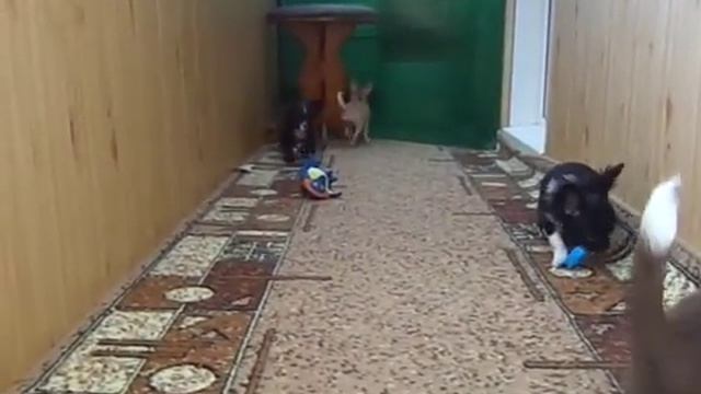 Щенки чихуа АМОР МИЛАГРО лиловый\изабелловый и черный видео 12 смотреть онлайн