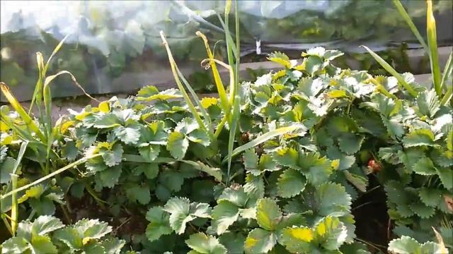 Смешанные посадки. Земляника + чеснок (уход и урожай) смотреть онлайн