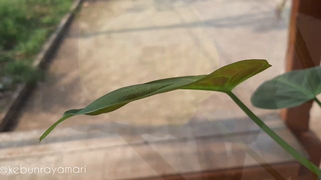 PHILODENDRON CAMPOSPORTOANUM #PLANT #PHILODENDRON