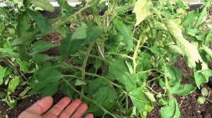 СОСУЛЬКА ЧЁРНАЯ / Сладкий вкусный томат / Посажу в 2023 году