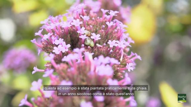 Compresse di giardinaggio: la Verbena bonariensis. #giardino#garden #verbena смотреть онлайн