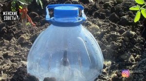 5-литровая Бутылка С Водой В Грядке: КАПЕЛЬНЫЙ ПОЛИВ БУТЫЛКАМИ! Бесплатное Капельное Орошение!