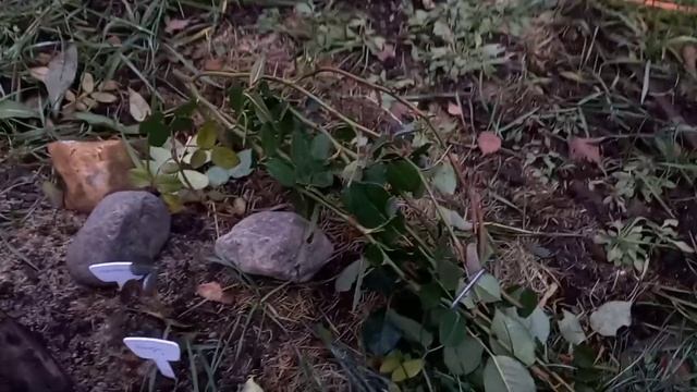 Немного о том, что сейчас происходит в моем саду. Укрытие роз.