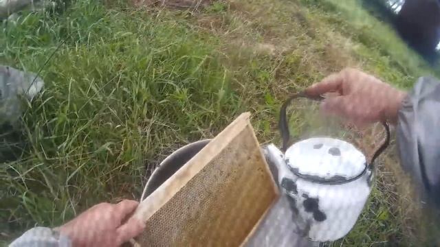 Как подсадить плодную матку, чтобы ее не убили пчелы. 100% метод смотреть онлайн