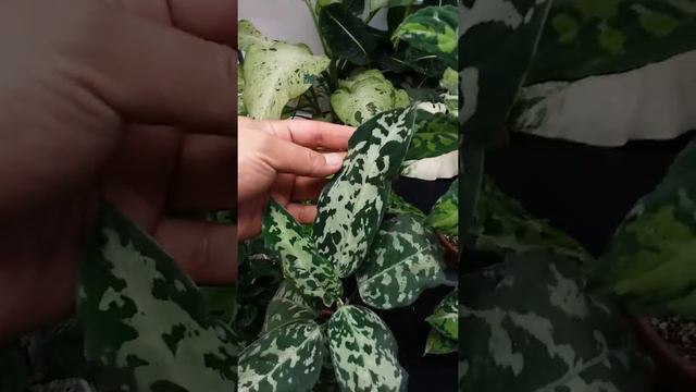 Aglaonema Pictum Tricolor