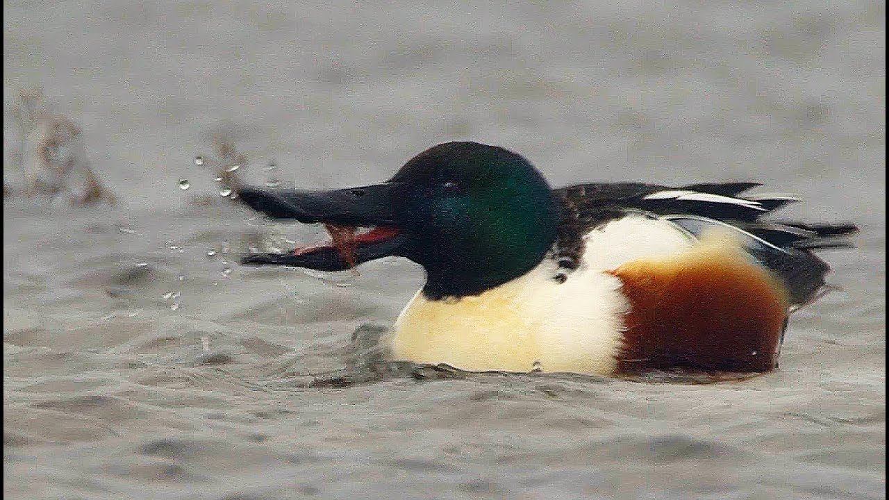 Широконоска (Anas clypeata) - Northern Shoveler смотреть онлайн