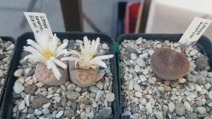 .Литопсы с названиями.Уход.Зимовка.Вы купили литопс и как быть дальше?325