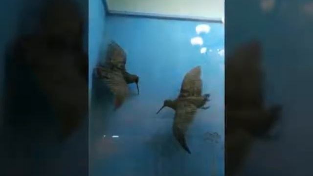 Биологический музей смотреть онлайн