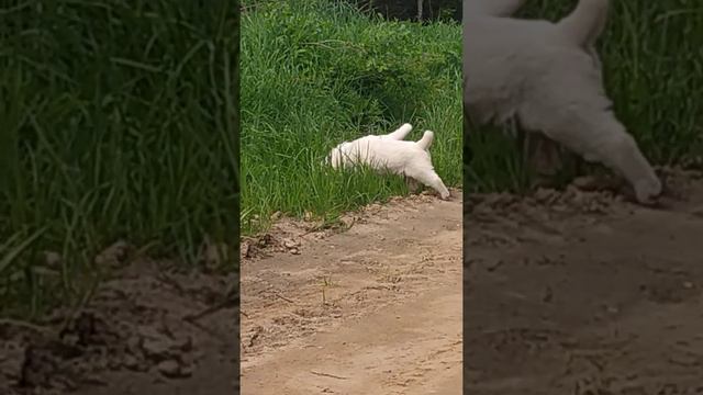 Туркменский Алабай Сестренки 1 мес.Помет АЧАК АСЫ ЗАФАР-АЧАК АСЫ СУВАРА смотреть онлайн