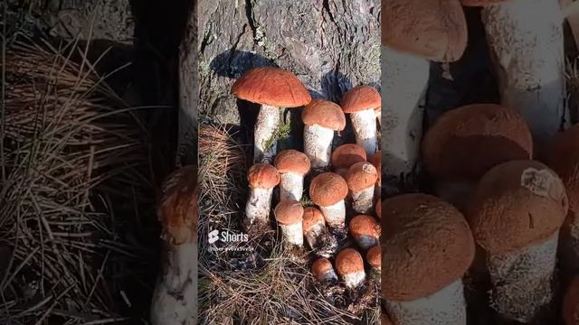 Семья Сусловых