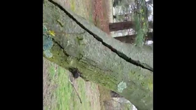 Acer ginnala Amur Maple смотреть онлайн