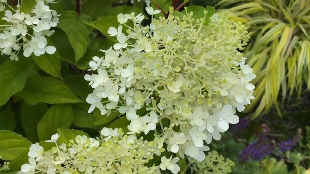 Hydrangea Paniculata "Fire Light Tidbit" Starting to Bloom (4K) - July 22 смотреть онлайн