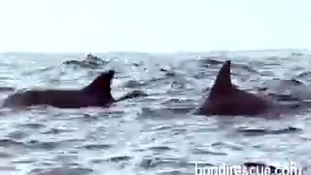 A Pod of Dolphins on Bondi Beach  Bondi Rescue