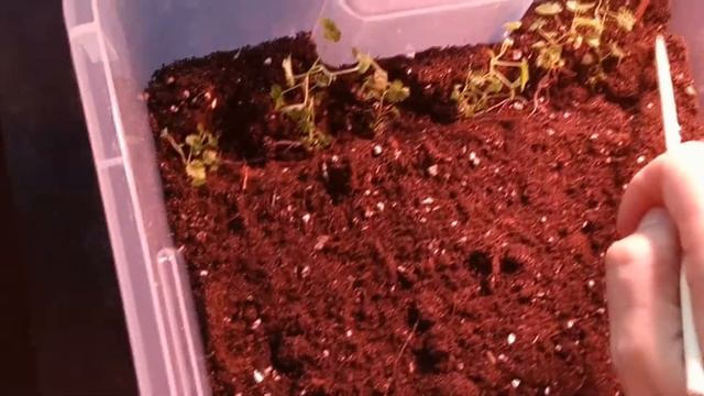 Первый раз пересаживаю ежевику In Vitro на адаптацию в грунт. Какие корни у ежевики Инвитро смотреть онлайн