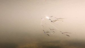 Amazing Underwater Footage of The Clear Umbrella Rig(CUR) - OOW Outdoors