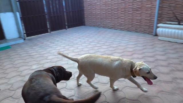 Ждём щенков.Тина и Марсель Лабрадоры. Puppies coming soon. смотреть онлайн