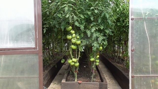 Фитофтора. В дождливую погоду на томатах может появиться фитофтора! смотреть онлайн