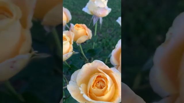 Канделайт роза смотреть онлайн