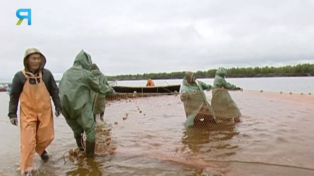 Рыбалка неводом более 350 м. Как за сезон поймать 650 тонн? Скоро ледостав смотреть онлайн