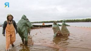 Рыбалка неводом более 350 м. Как за сезон поймать 650 тонн? Скоро ледостав