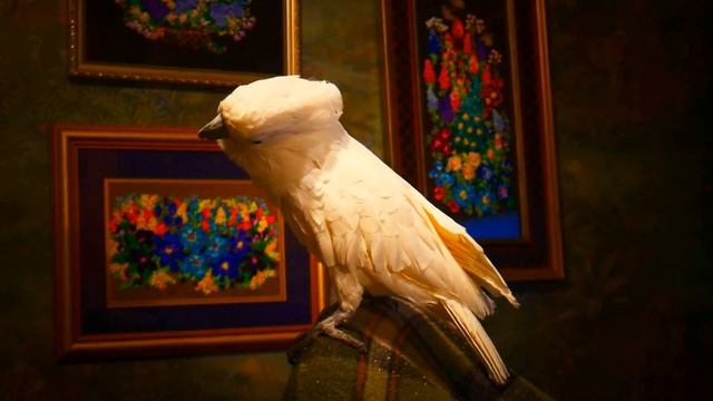 White Cockatoo Белый какаду - Паудер . смотреть онлайн