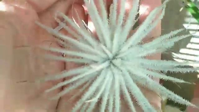 Посылка с тилландсией,распаковка. тилландсии почтой смотреть онлайн