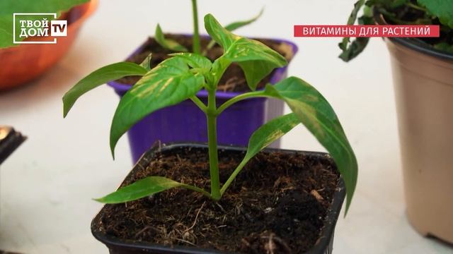 Витамины для растений смотреть онлайн