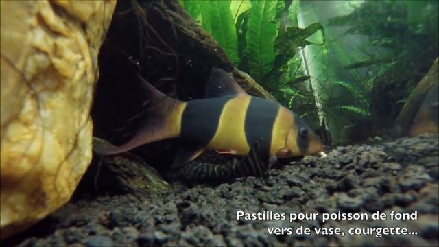 Chromobotia macracanthus - Loche clown ✔ смотреть онлайн
