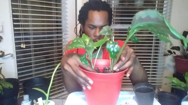 Kaempferia Peacock Ginger and Philodendron Imperial Green Update with Repot смотреть онлайн