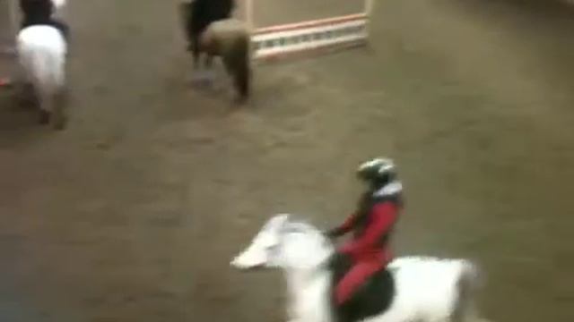 Hoppträning 2013-02-10 смотреть онлайн