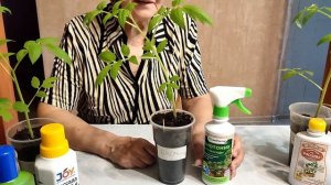 Сравниваем рассаду после подкормок удобрениями: Добрая сила, JOY, БИОмастер, Био-комплекс, Фертика