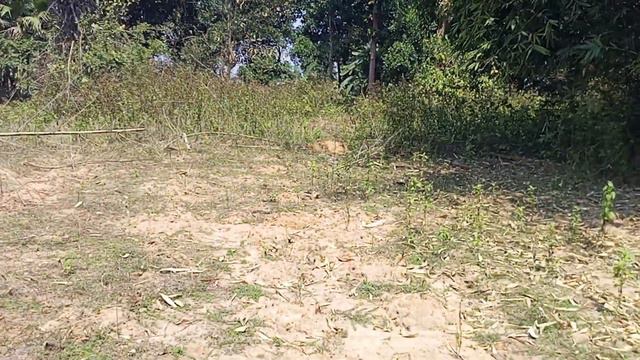 Chat bonga lolo situng смотреть онлайн