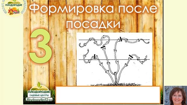 КЛЕМАТИС - король лиан! Обеспечиваем обильное цветение!