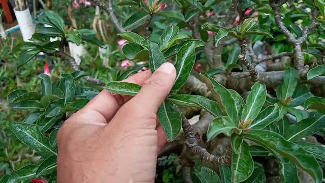 Adenium Black Somalense