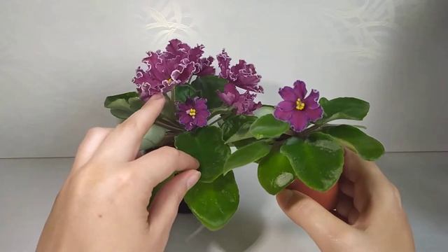АВ-Сердце Матери, когда ты еще маленький, но уже хочешь цвести) смотреть онлайн