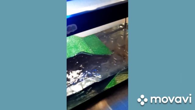 водонагреватель в аквариуме смотреть онлайн