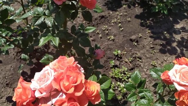 АЛЕГРИЯ (Alegria, Ruiortro). De Ruiter Innovations BV Нидерланды, 2007 г. Спрей (Spray)