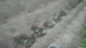 ПОСАДКА РАССАДЫ ПОМИДОР в МАЕ в ОТКРЫТЫЙ ГРУНТ!а так же ПОСАДКА ОГУРЦОВ!ПРОСТОЙ, ПРОДУКТИВНЫЙ спосо