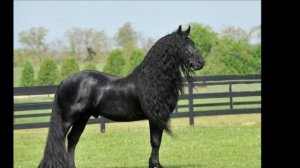 Цыганская песня «Со за мурш баро» 2020