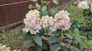 Мои метельчатые гортензии-малышки: Саммер Лав, Роял Флауэр, Беби Лейс и не только...