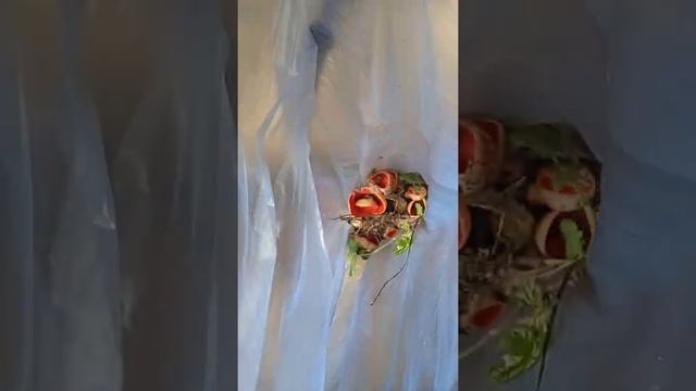 алая чаша или Эфилевые чаши в лесу Подмосковье смотреть онлайн