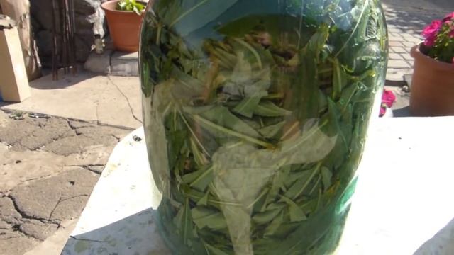 Краткое руководство приготовления Иван-чая (Кипрей узколистный) смотреть онлайн