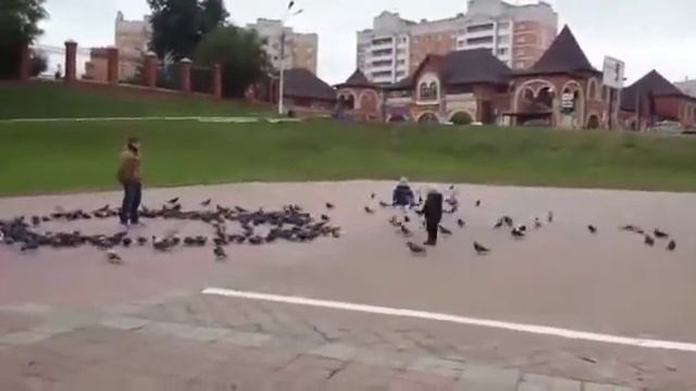 Странное поведение птиц!!! смотреть онлайн