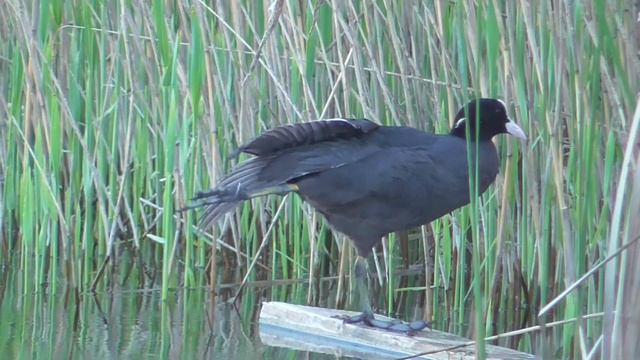 2021 05 20 18 39 29 00073 Panasonic HC V550 397 mb смотреть онлайн