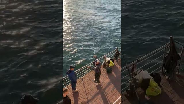 Камбала, калкан. Отчёты. смотреть онлайн