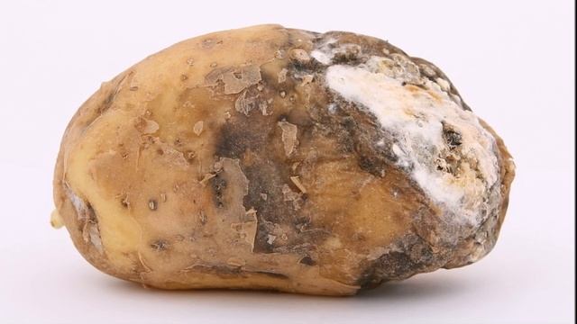 Как защитить картофель от сухой гнили? смотреть онлайн