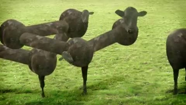 Les vaches ne font pas que manger de l'herbe смотреть онлайн
