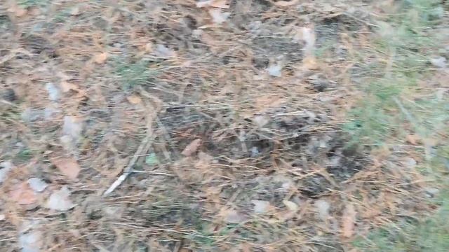 Серая рядовка (серушка) в Волгоградской области смотреть онлайн