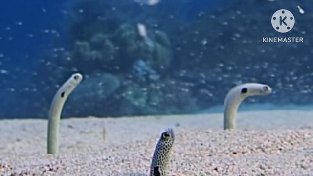 С ПЕСНЕЙ ПОД ВОДУ-23. ЧТО ДЕЛАТЬ? АТАС!!!