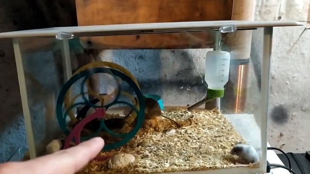 Проникновение к Мышам !!! смотреть онлайн